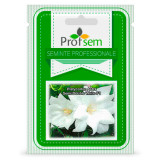 PS Platycodon Aster Semi-dublu White F1 50 de seminte