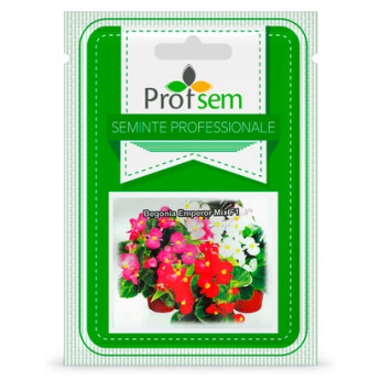PS Begonia &quot;Emperor Mix F1&quot; 100 de seminte