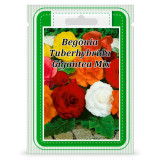P.S. Begonia Tuberhybrida &quot;Gigantea Mixt&quot; 50 de seminte