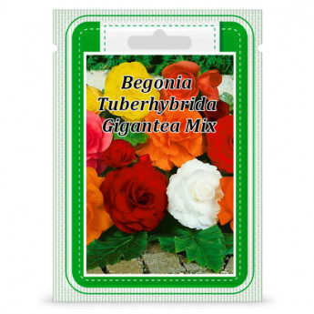P.S. Begonia Tuberhybrida &quot;Gigantea Mixt&quot; 50 de seminte