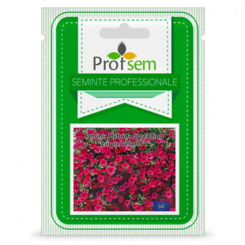 P.S. Petunia &quot;Purple Velvet F1&quot; 10 seminte