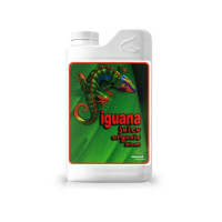 Sucul de iguană înflorește