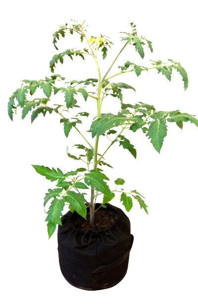 Grow Bag 50 Л