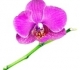 Все для орхидеи